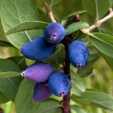 Šta je orlovi nokti korisni za tijelo žene, muškarca i djeteta